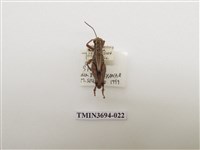 藏品(直翅目(2))的圖片